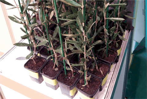 alemplas-viveiros Oliveiras03