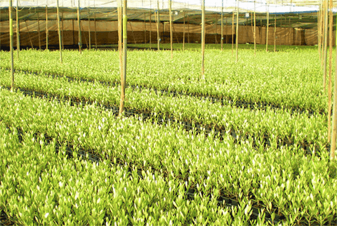 alemplas-viveiros Oliveiras01