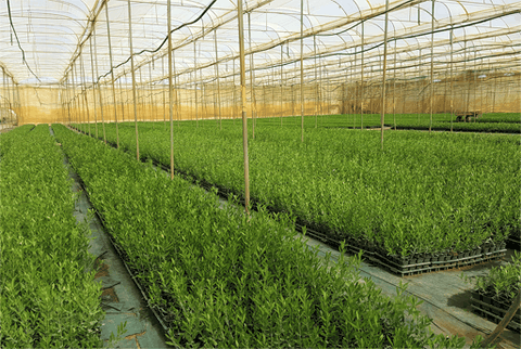 alemplas-viveiros Oliveiras